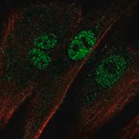 Merck Anti-EBF2 antibody produced in rabbit