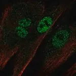 Merck Anti-EBF2 antibody produced in rabbit