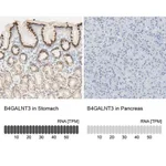 Merck Anti-B4GALNT3 antibody produced in rabbit