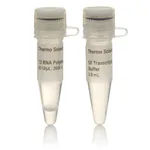Thermo Fisher Scientific T3 RNA Polymerase (20 U/μL)
