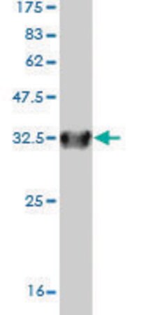 Merck Monoclonal Anti-SLC6A20 antibody produced in mouse