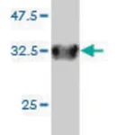 Merck Monoclonal Anti-SLC6A20 antibody produced in mouse