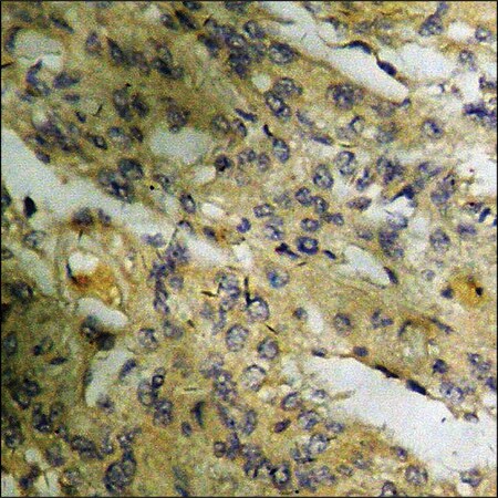 Merck Anti-phospho-HDAC5 (pSer259) antibody produced in rabbit