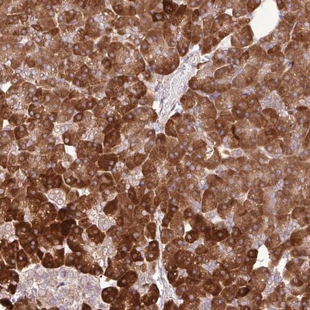 Merck Anti-DLGAP4 antibody produced in rabbit