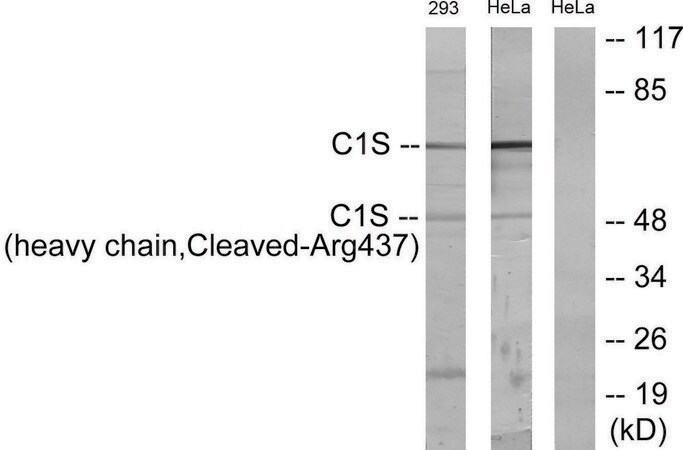 Merck Anti-C1S (heavy chain, Cleaved-Arg437) antibody produced in rabbit