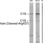 Merck Anti-C1S (heavy chain, Cleaved-Arg437) antibody produced in rabbit