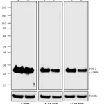 Thermo Fisher Scientific Rabbit anti-Mouse IgG (H+L) Secondary Antibody, AP