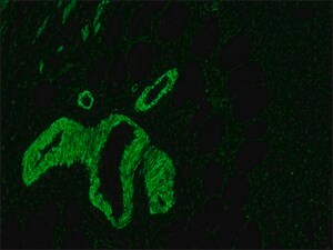 Merck ANTI-MOUSE IGG (FC SPECIFIC) FITC
