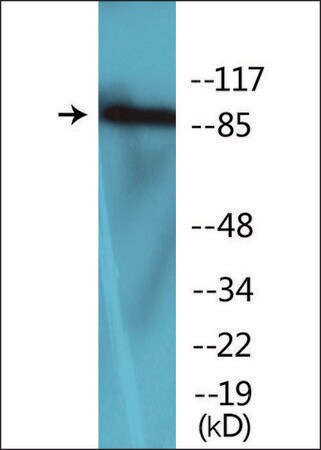 Merck Anti-phospho-FGFR1 (pTyr654) antibody produced in rabbit