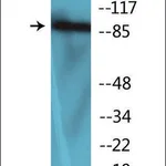 Merck Anti-phospho-FGFR1 (pTyr654) antibody produced in rabbit