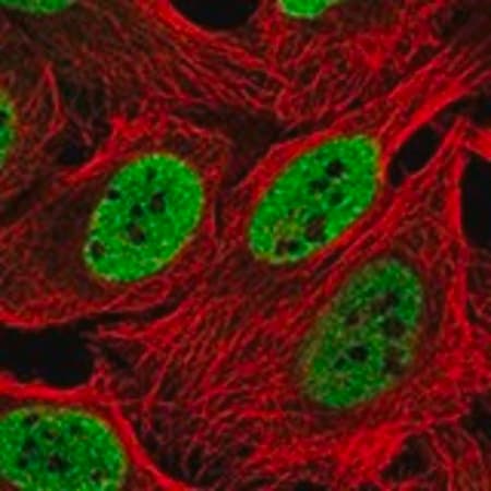 Merck Anti-INO80 antibody produced in rabbit