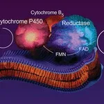 Merck CYTOCHROME C REDUCTASE (NADPH) ASSAY KIT