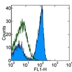 Thermo Fisher Scientific Mouse anti-Rat IgG (H+L) Secondary Antibody, FITC, eBioscience