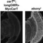 Merck ANTI-HISTAMINE, AFFINITY ISOLATED