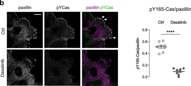 Thermo Fisher Scientific Donkey anti-Sheep IgG (H+L) Cross-Adsorbed Secondary Antibody, Alexa Fluor 647