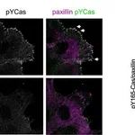 Thermo Fisher Scientific Donkey anti-Sheep IgG (H+L) Cross-Adsorbed Secondary Antibody, Alexa Fluor 647