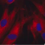 Merck Monoclonal Anti-Actin (alpha-Sarcomeric) antibody produced in mouse