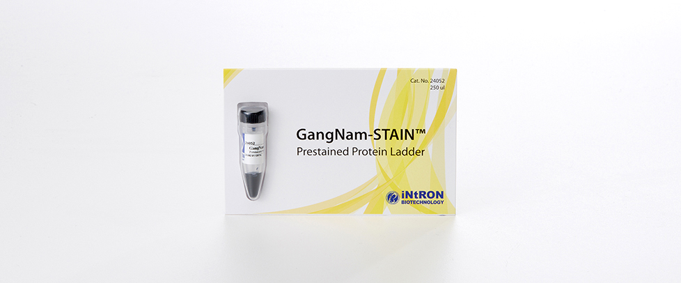 Intron GangNam-STAIN™ Prestained Protein Ladder