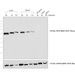 Thermo Fisher Scientific Rat anti-Mouse IgG1 Secondary Antibody, HRP, eBioscience
