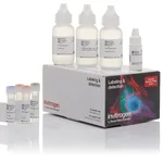 Thermo Fisher Scientific Alexa Fluor 647 Tyramide SuperBoost Kit, goat anti-rabbit IgG