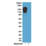 Thermo Fisher Scientific Rabbit anti-Mouse IgG2c Recombinant Secondary Antibody
