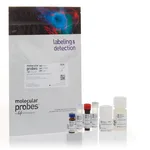 Thermo Fisher Scientific Vybrant FLICA Caspase Apoptosis Assay Kits for flow cytometry, 25 assays