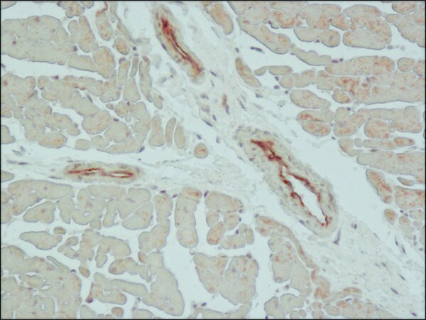 Merck Anti-Claudin-5 (C-terminal) antibody produced in rabbit