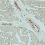 Merck Anti-Claudin-5 (C-terminal) antibody produced in rabbit