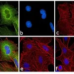 Thermo Fisher Scientific Rabbit anti-Rat IgG (H+L) Secondary Antibody, FITC