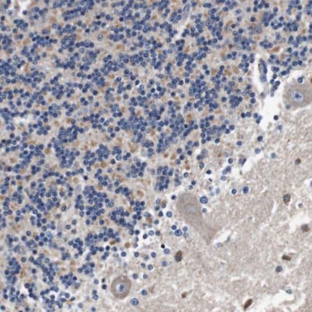 Merck Anti-LRP4 antibody produced in rabbit