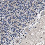 Merck Anti-LRP4 antibody produced in rabbit