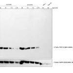 Thermo Fisher Scientific Goat anti-Mouse IgG (H+L) Highly Cross-Adsorbed Secondary Antibody, HRP