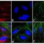 Thermo Fisher Scientific F(ab`)2-Goat anti-Mouse IgG (H+L) Highly Cross-Adsorbed Secondary Antibody, TRITC