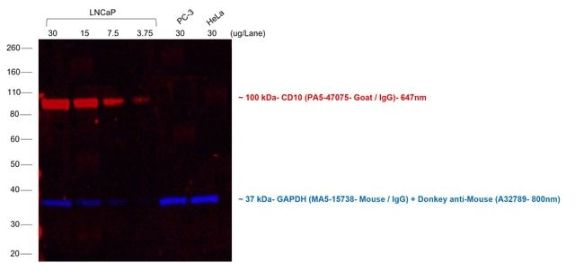 Thermo Fisher Scientific Rabbit anti-Goat IgG (H+L) Cross-Adsorbed Secondary Antibody, Alexa Fluor 647