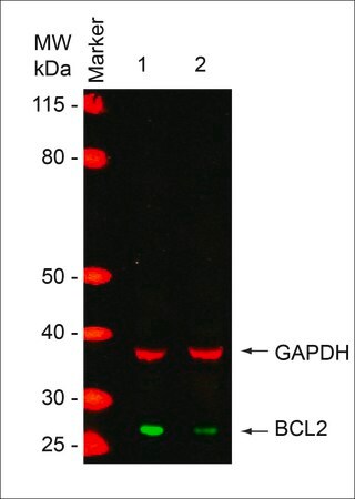 Merck MISSION(R) esiRNA