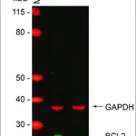 Merck MISSION(R) esiRNA