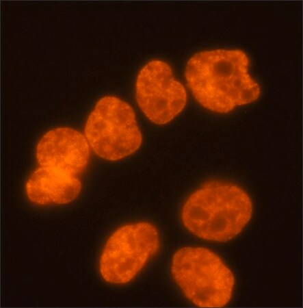 Merck Monoclonal Anti-diMethyl-Histone H3 (diMe-Lys9) (H3K9me2) antibody produced in mouse