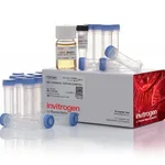 Thermo Fisher Scientific One Shot TOP10F` Chemically Competent E. coli, 21 x 50 μL