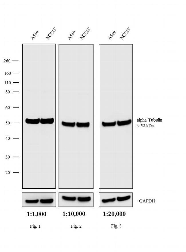 Thermo Fisher Scientific Goat anti-Rat IgG (H+L) Cross-Adsorbed Secondary Antibody, HRP