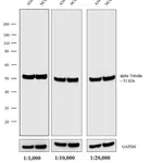 Thermo Fisher Scientific Goat anti-Rat IgG (H+L) Cross-Adsorbed Secondary Antibody, HRP