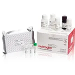 Thermo Fisher Scientific Human Cortisol Rapid ELISA Kit