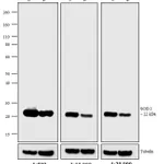 Thermo Fisher Scientific F(ab`)2-Goat anti-Mouse IgG (H+L) Secondary Antibody, HRP