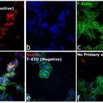 Thermo Fisher Scientific Goat anti-Mouse IgG (H+L) Cross-Adsorbed Secondary Antibody, Alexa Fluor 633