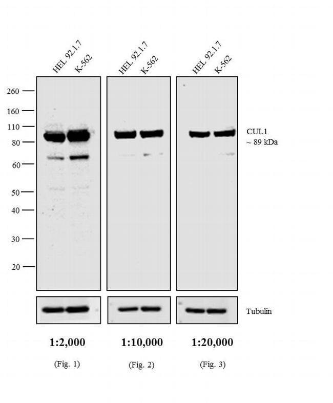 Thermo Fisher Scientific Rabbit anti-Mouse IgG1 Secondary Antibody, HRP