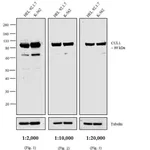 Thermo Fisher Scientific Rabbit anti-Mouse IgG1 Secondary Antibody, HRP