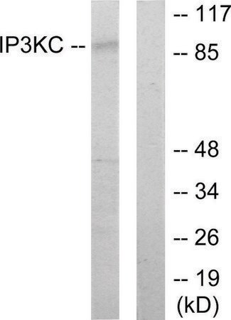 Merck Anti-IP3KC antibody produced in rabbit