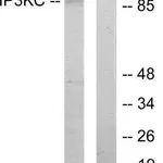 Merck Anti-IP3KC antibody produced in rabbit