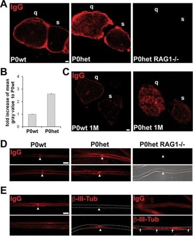 Thermo Fisher Scientific Rabbit anti-Mouse IgG Fc Secondary Antibody