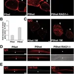 Thermo Fisher Scientific Rabbit anti-Mouse IgG Fc Secondary Antibody