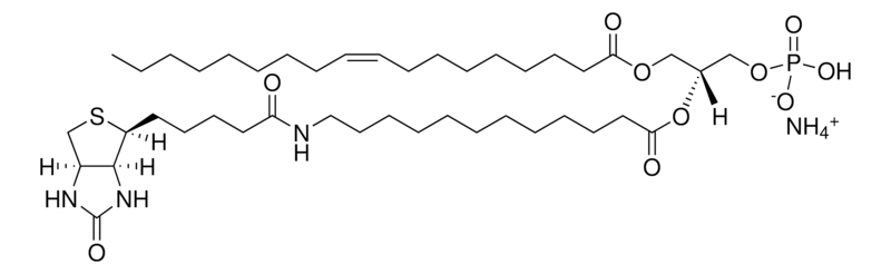Merck 18:1-12:0 Biotin PA